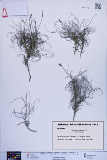 Tillandsia landbeckii [Espécimen: ]