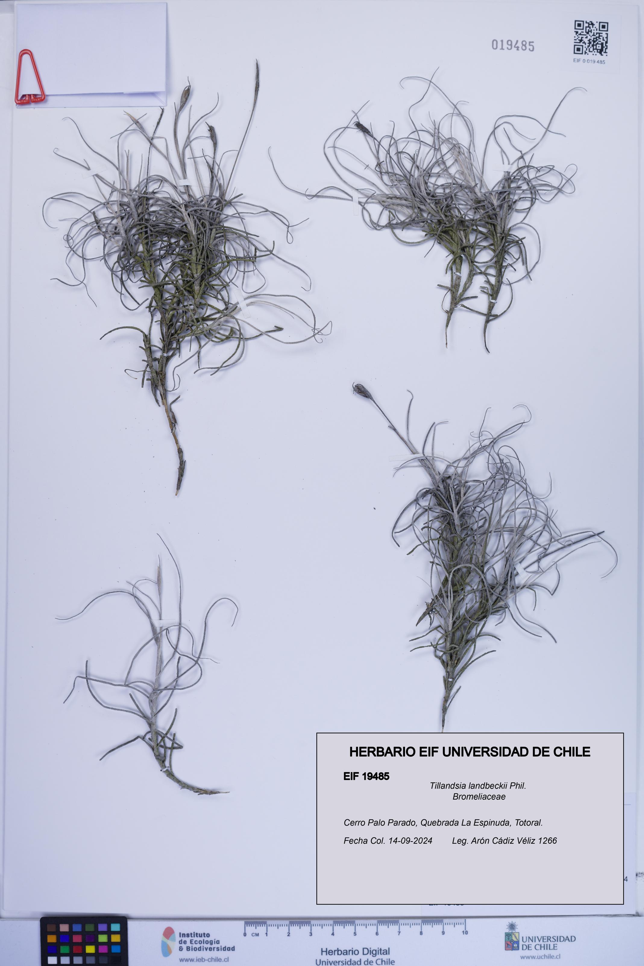 Tillandsia landbeckii [Espécimen: ]