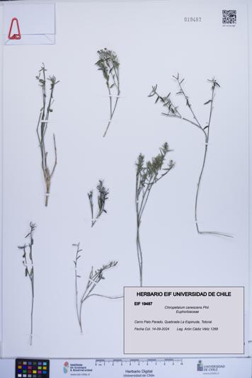 Chiropetalum canescens [Espécimen: ]