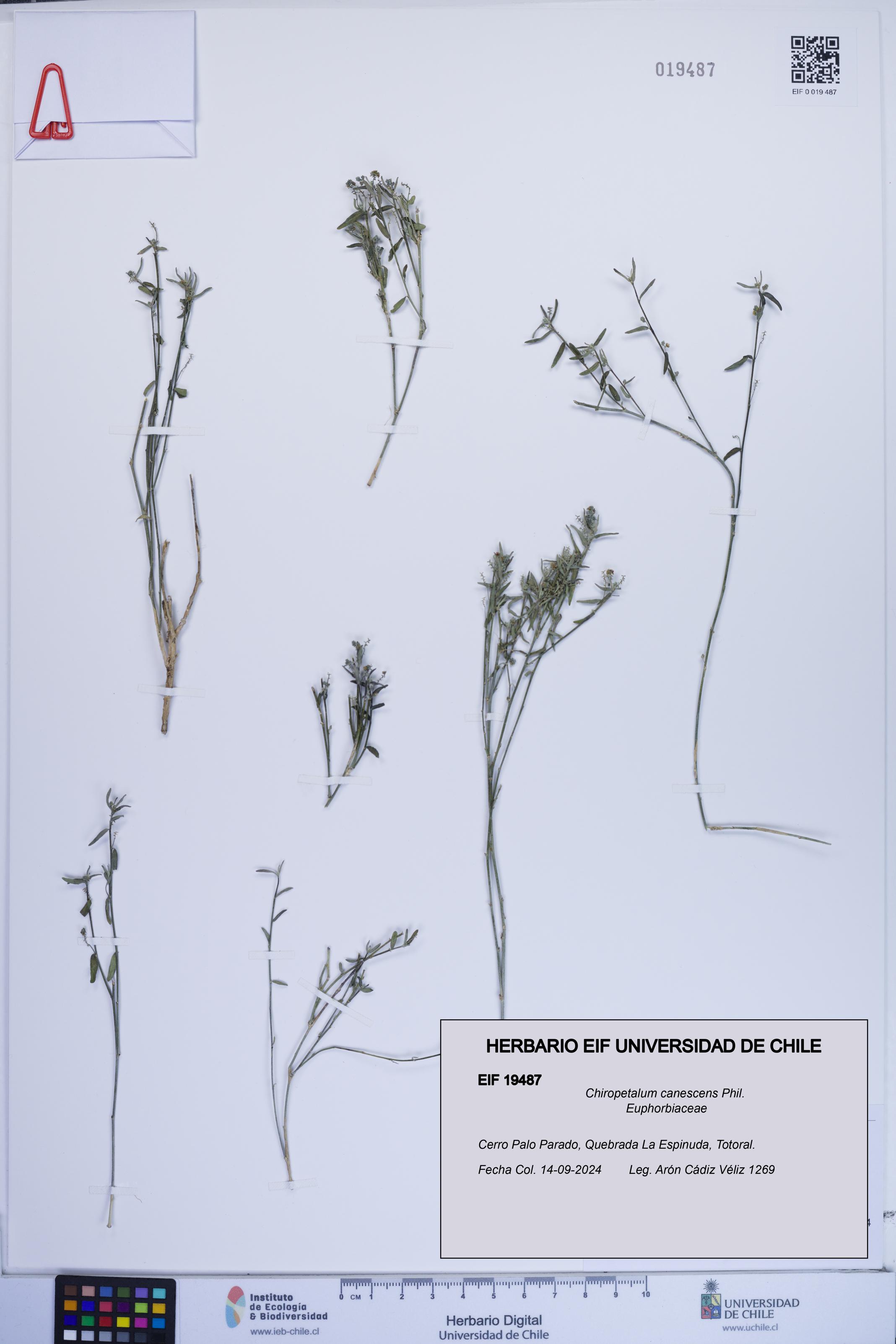 Chiropetalum canescens [Espécimen: ]