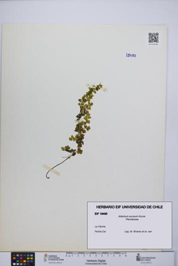 Adiantum excisum [Espécimen: UCH:EIF:0019490]