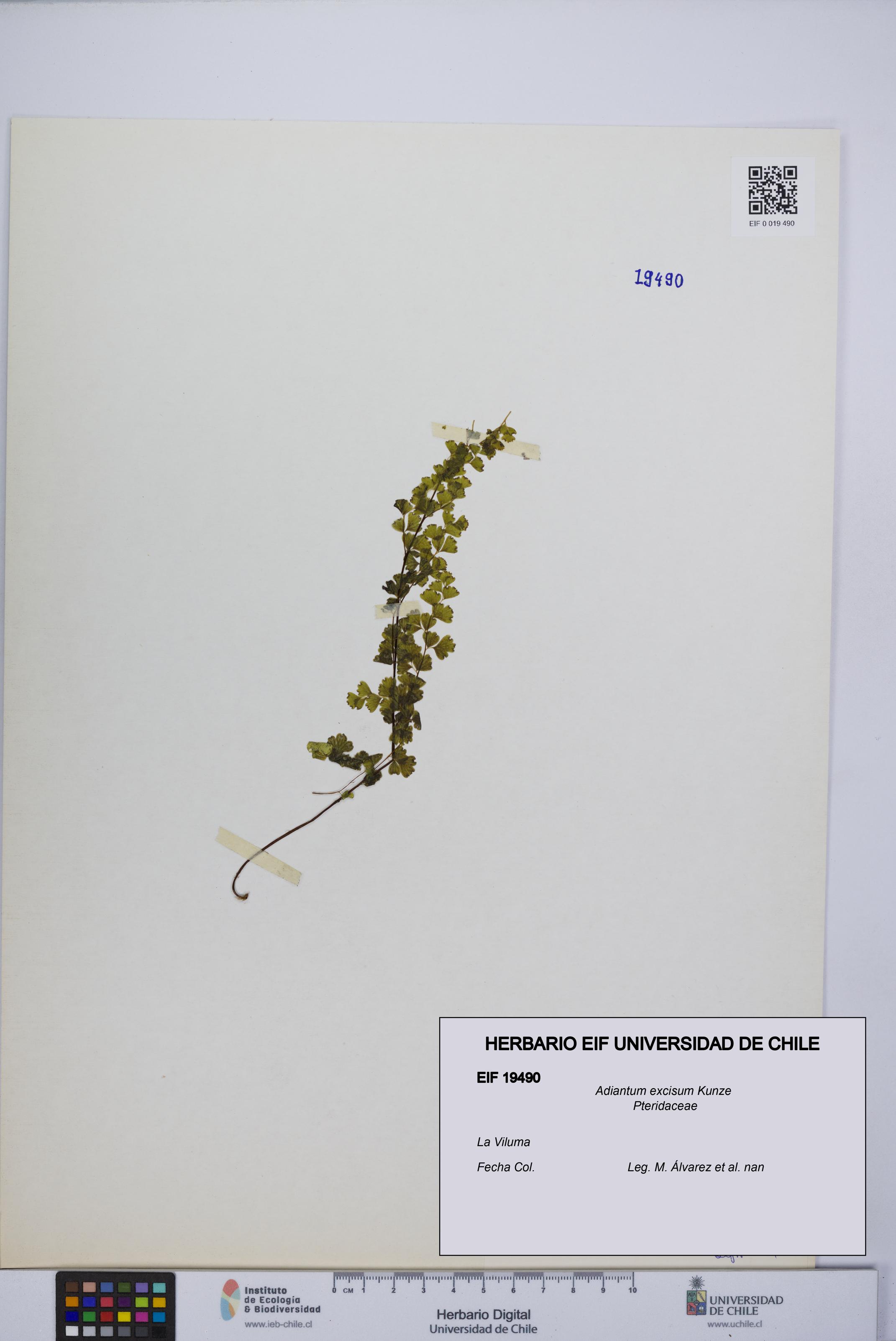 Adiantum excisum [Espécimen: UCH:EIF:0019490]