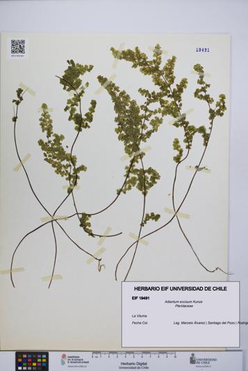 Adiantum excisum [Espécimen: UCH:EIF:0019491]