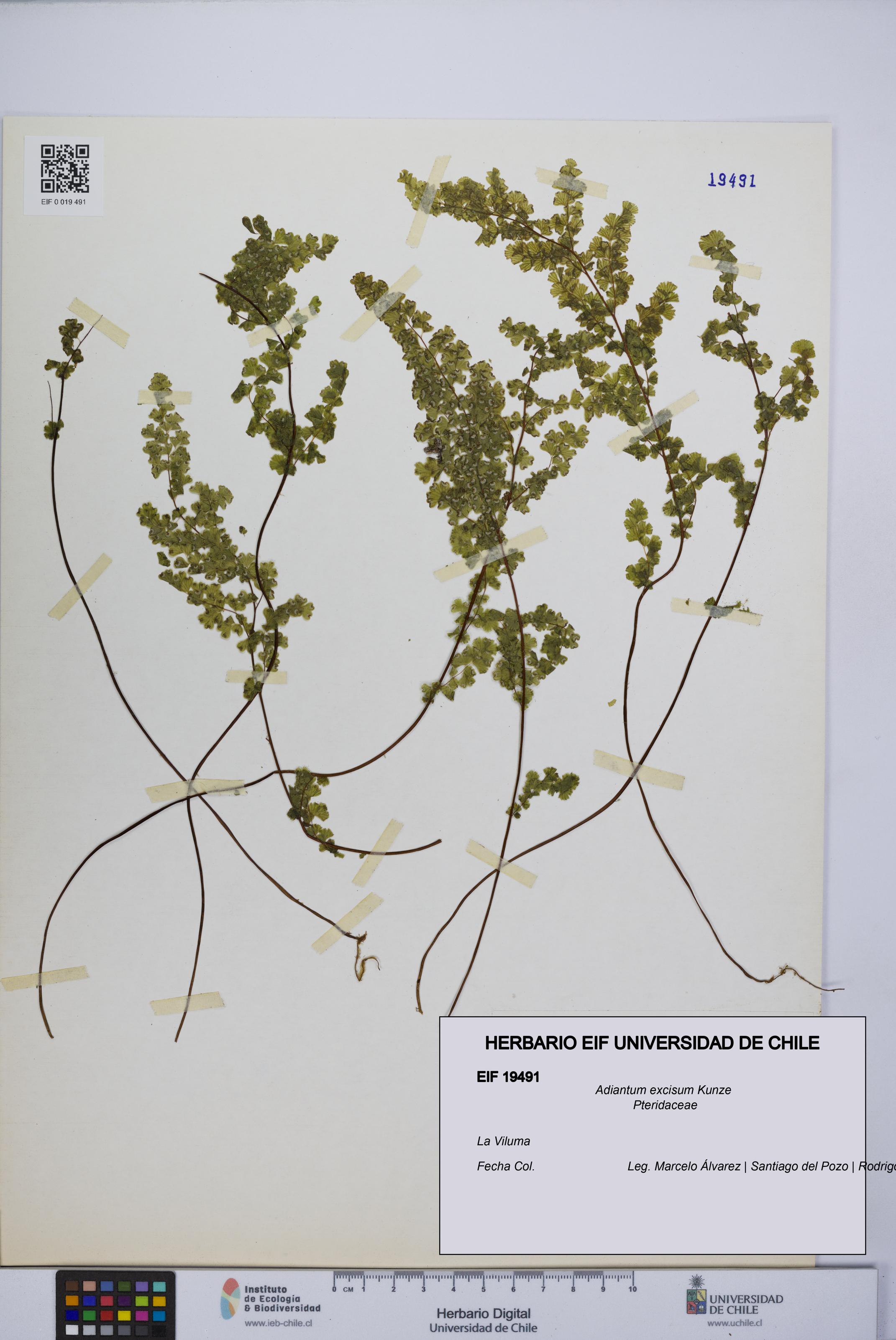 Adiantum excisum [Espécimen: UCH:EIF:0019491]