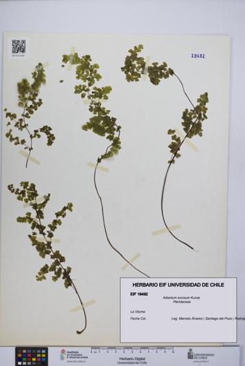 Adiantum excisum [Espécimen: UCH:EIF:0019492]