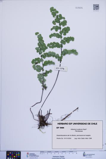 Adiantum scabrum [Espécimen: ]