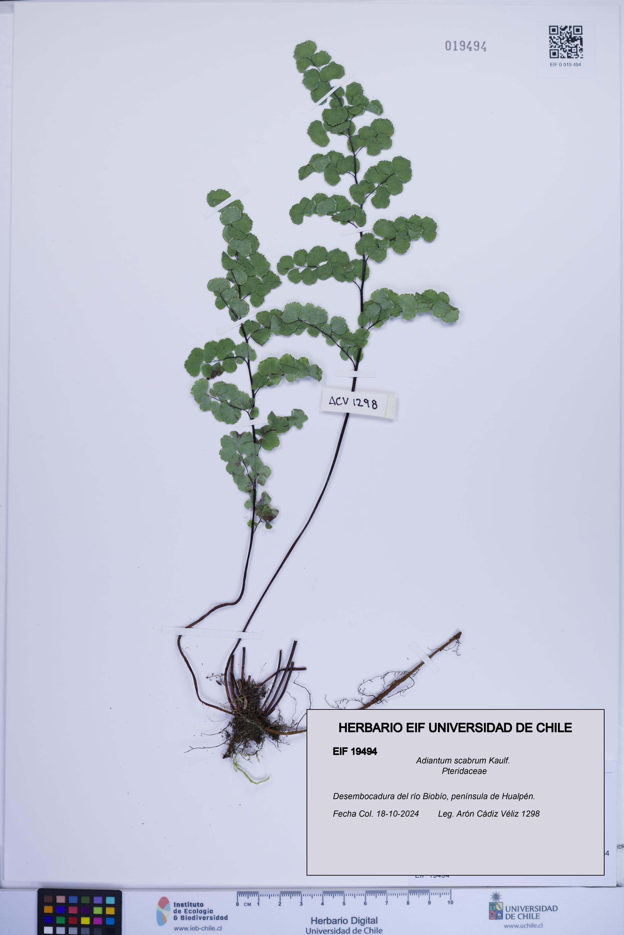 Adiantum scabrum [Espécimen: ]