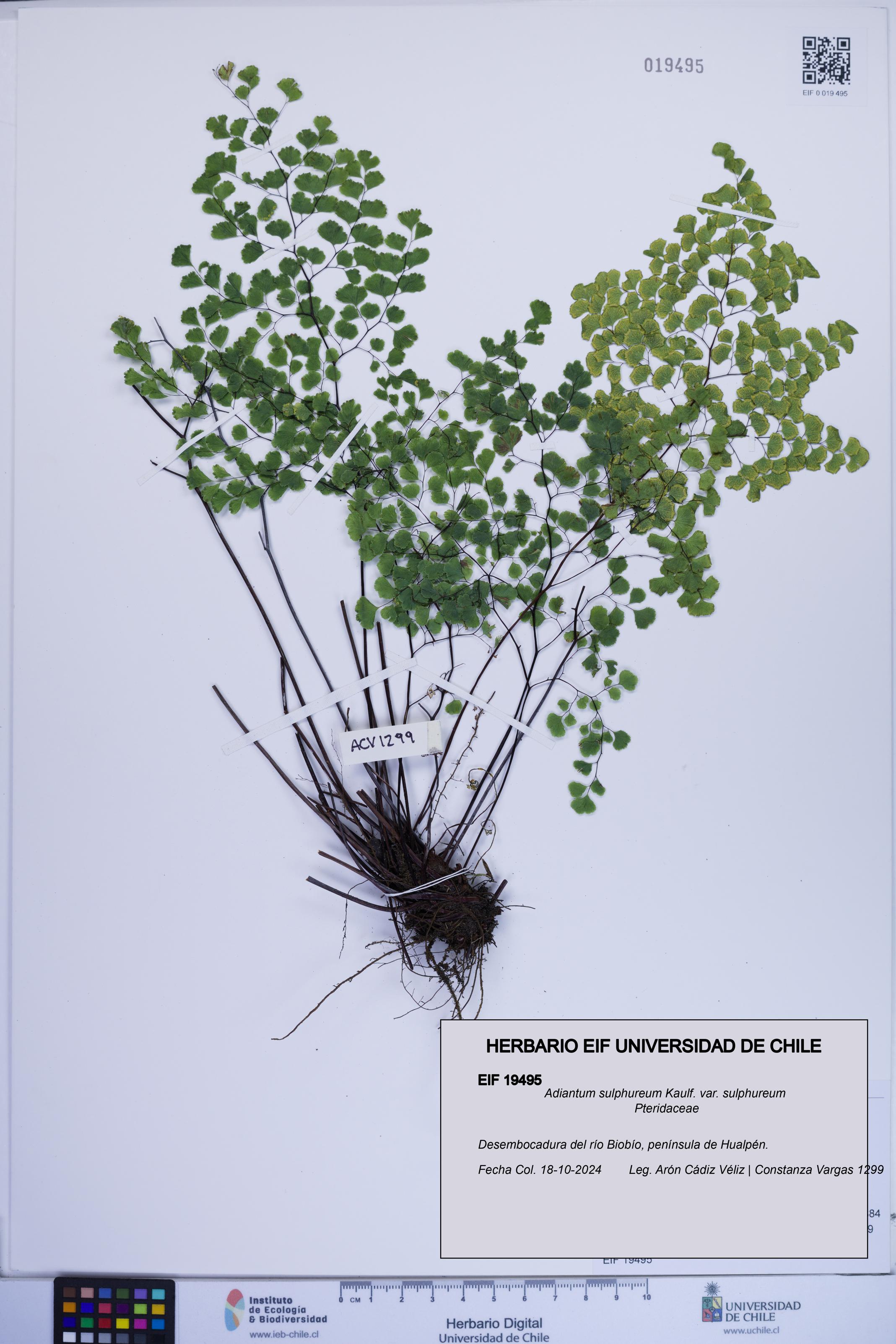 Adiantum sulphureum var. sulphureum [Espécimen: ]