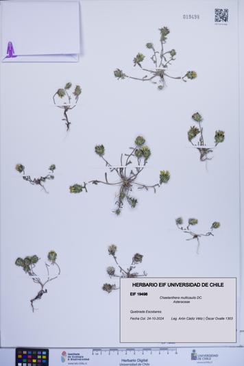 Chaetanthera multicaulis [Espécimen: ]