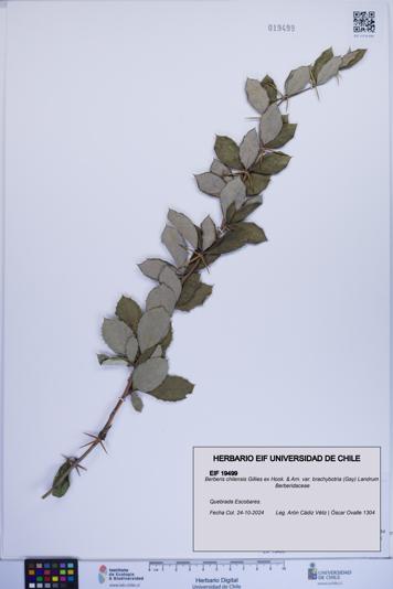 Berberis chilensis [Espécimen: ]