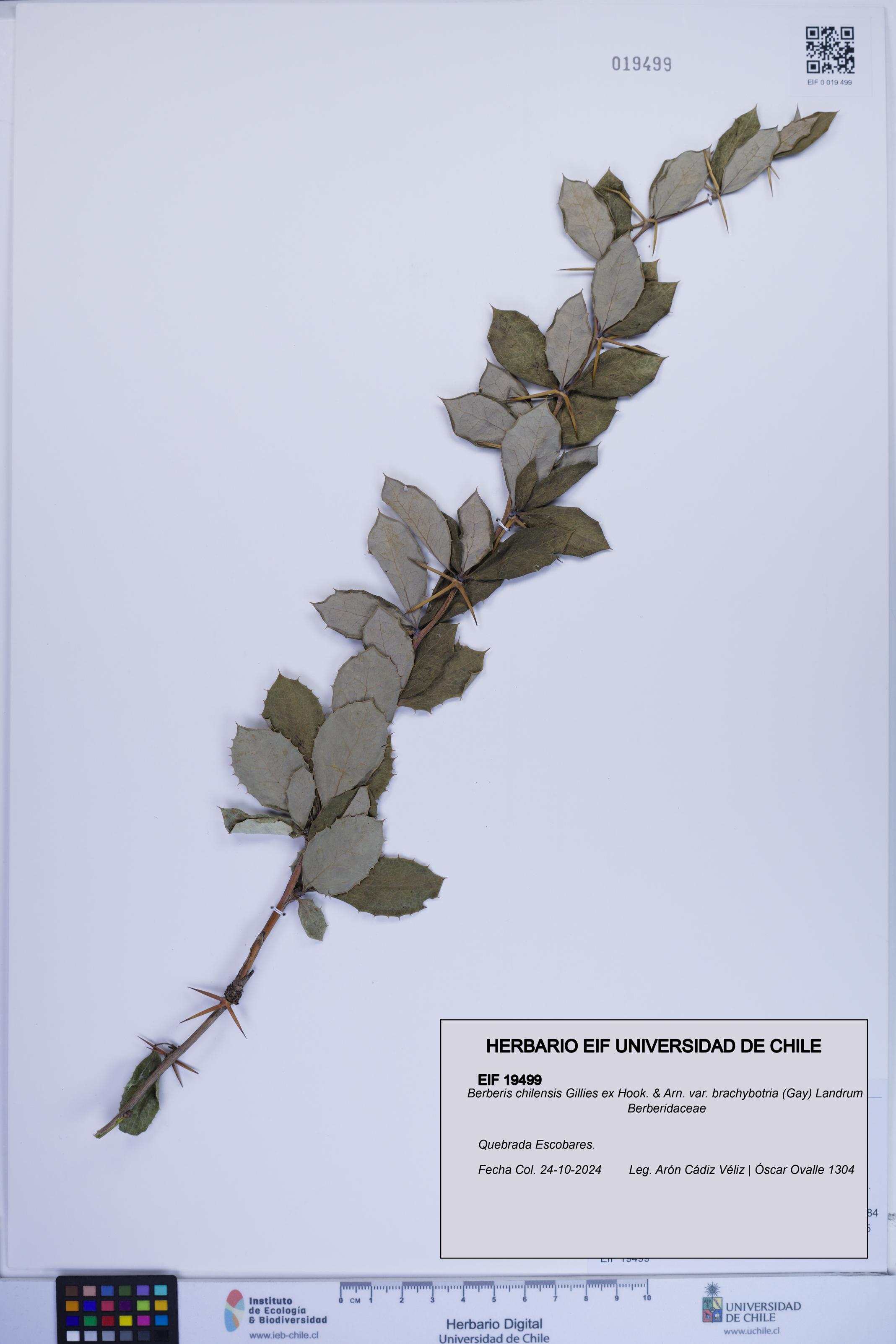 Berberis chilensis [Espécimen: ]
