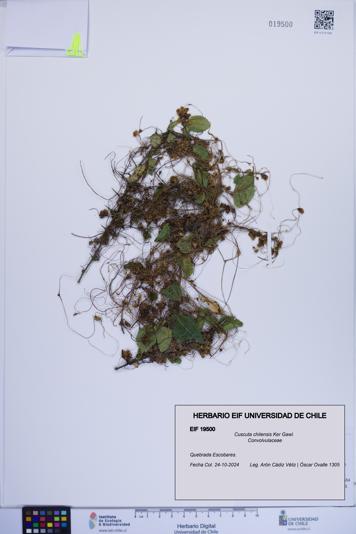 Cuscuta chilensis [Espécimen: ]
