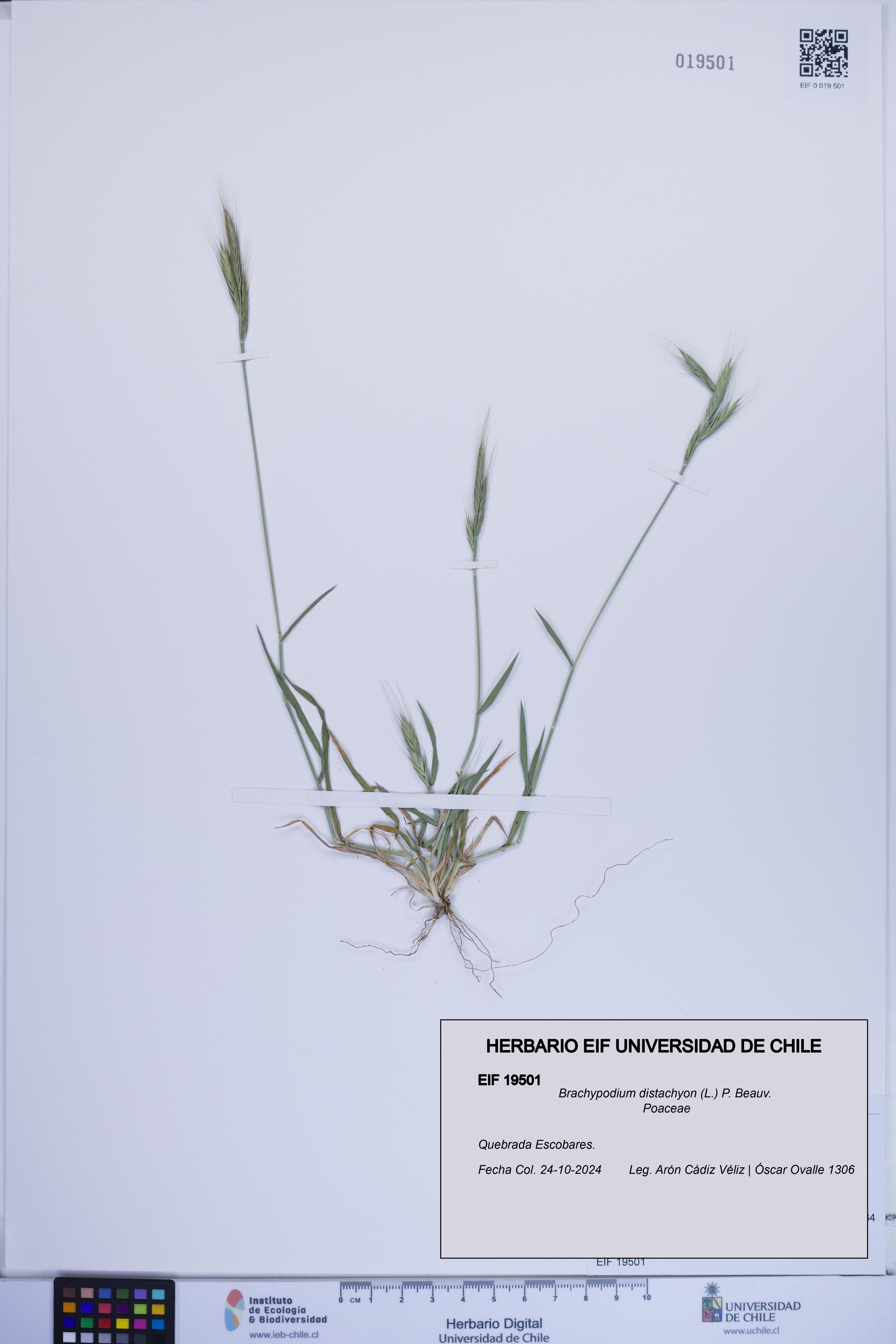 Brachypodium distachyon [Espécimen: ]
