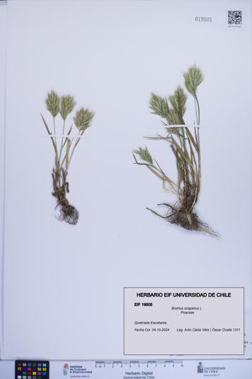 Bromus scoparius [Espécimen: ]