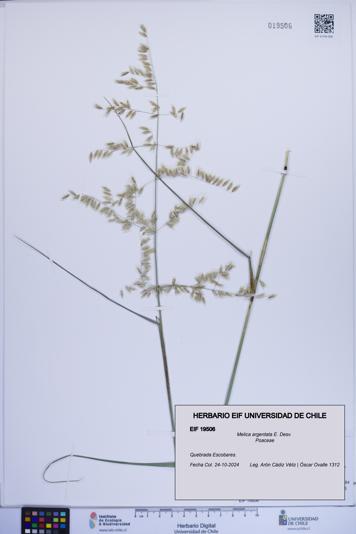 Melica argentata [Espécimen: ]