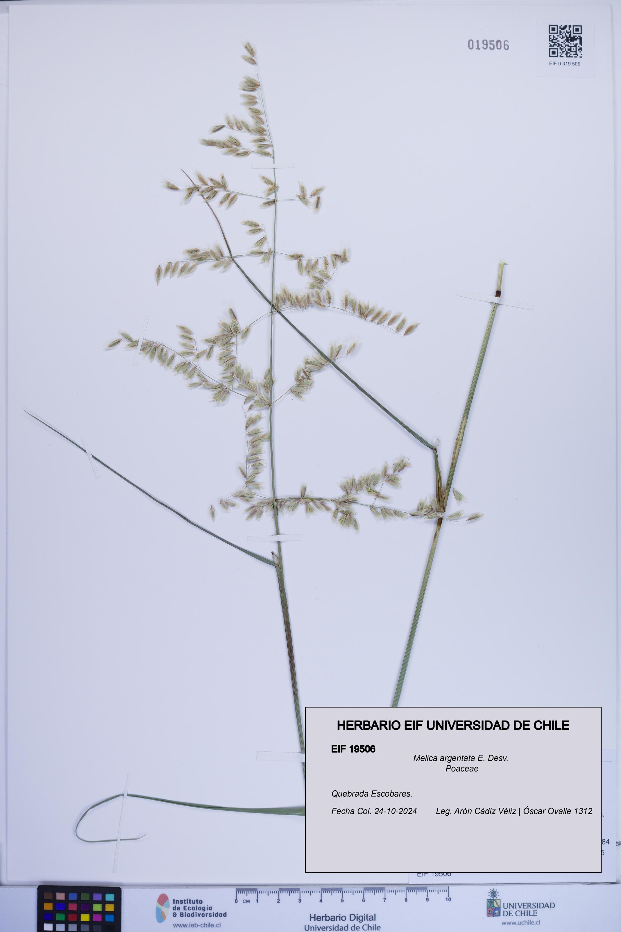 Melica argentata [Espécimen: ]