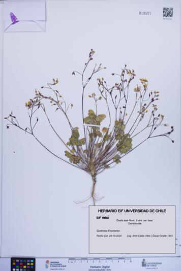 Oxalis laxa var. laxa [Espécimen: ]