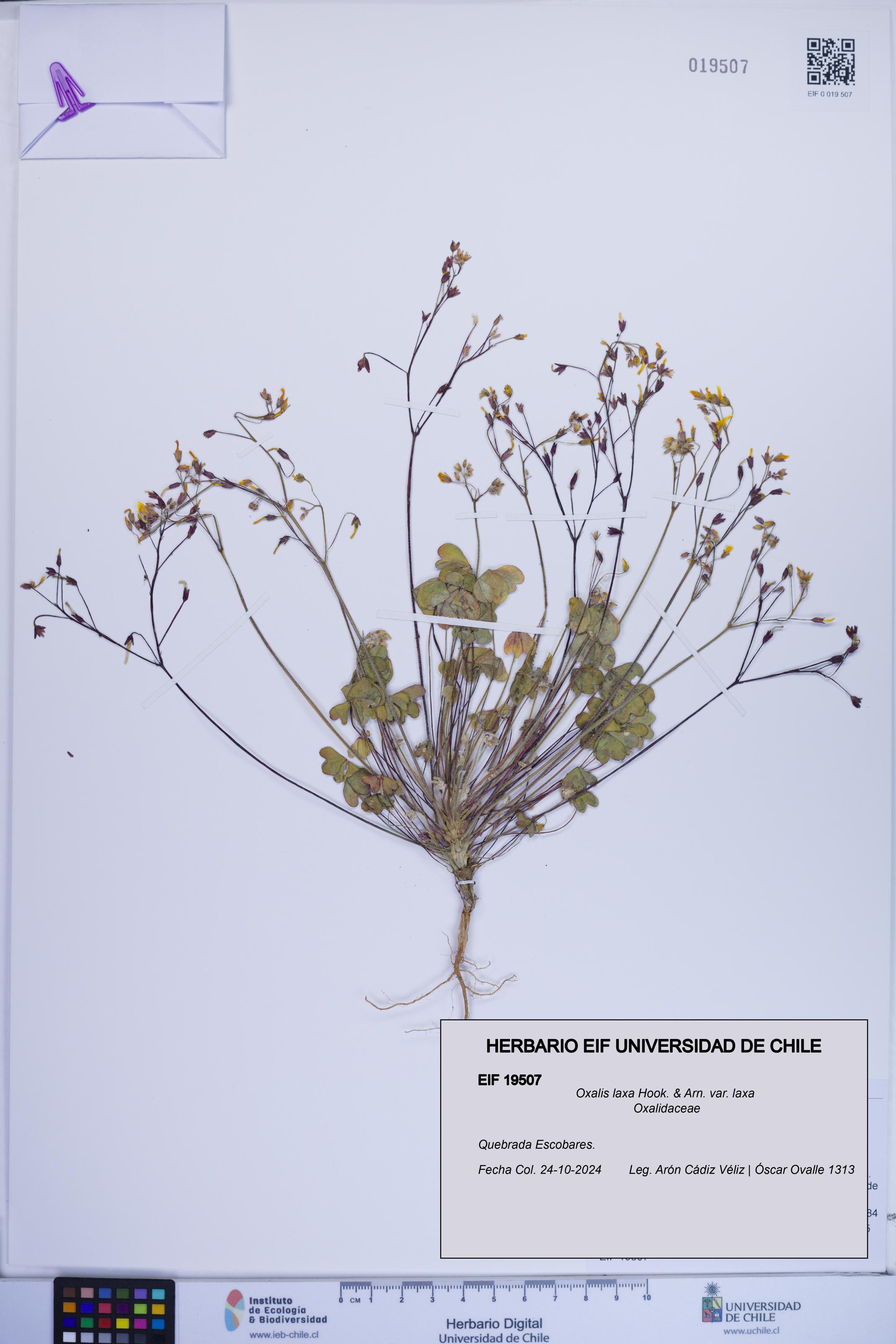 Oxalis laxa var. laxa [Espécimen: ]