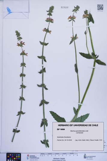 Stachys grandidentata [Espécimen: ]
