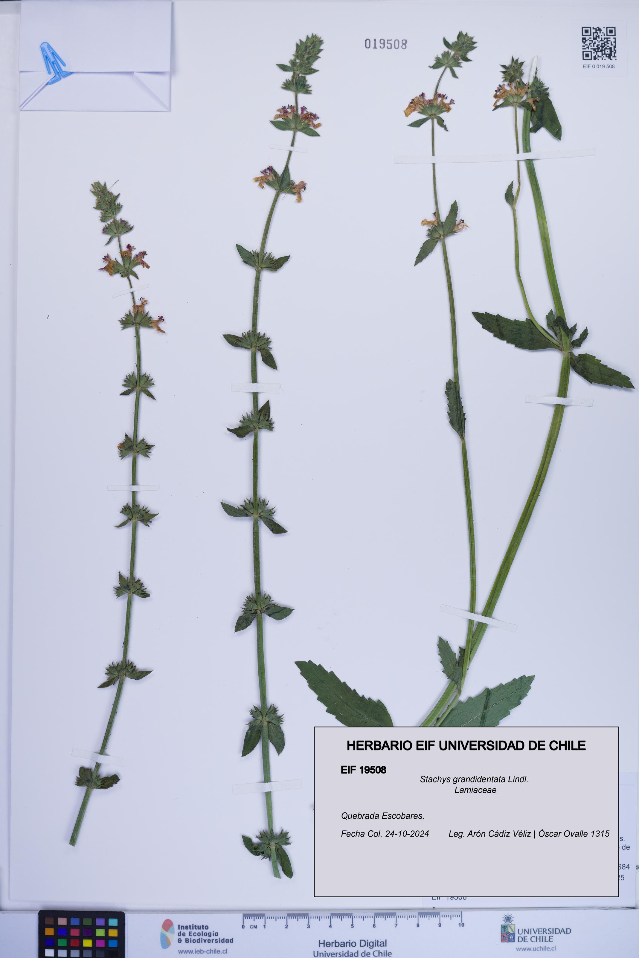 Stachys grandidentata [Espécimen: ]