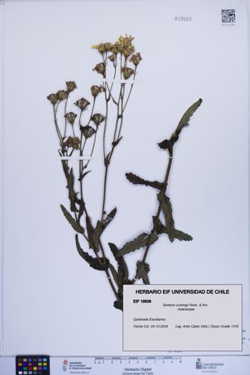 Senecio cumingii [Espécimen: ]
