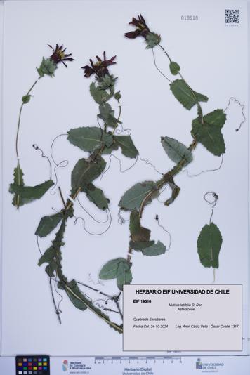Mutisia latifolia [Espécimen: ]