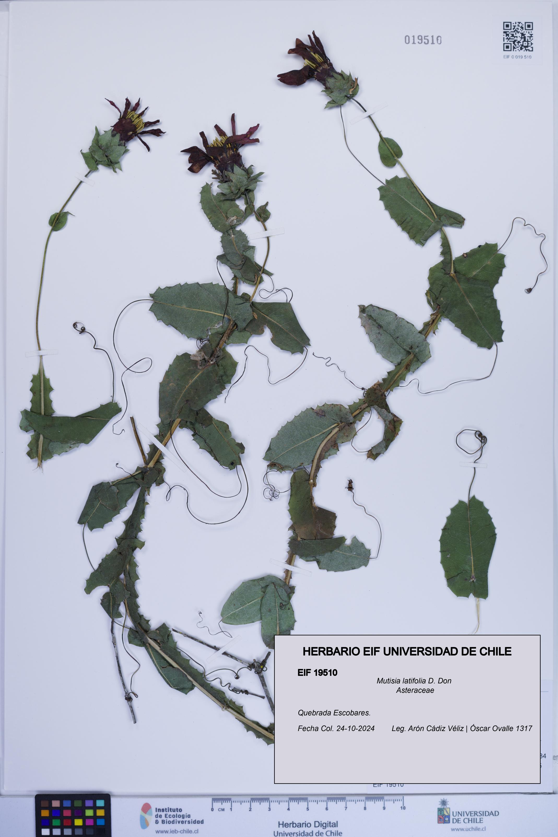 Mutisia latifolia [Espécimen: ]