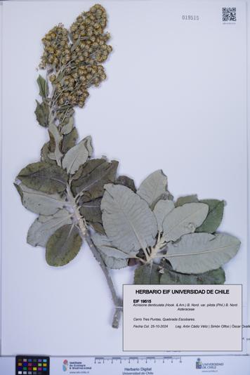 Acrisione denticulata [Espécimen: ]