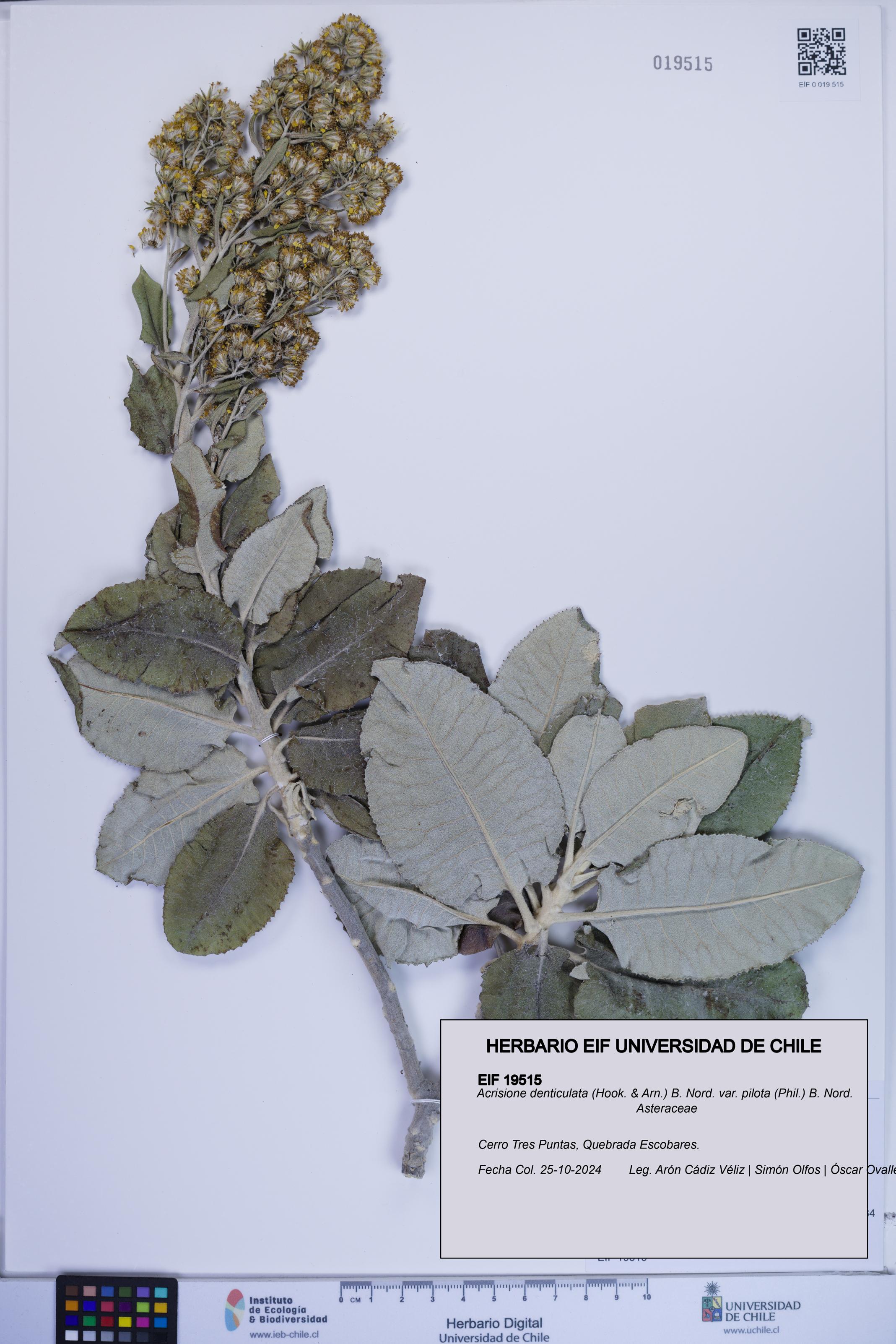 Acrisione denticulata [Espécimen: ]