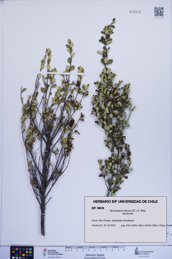 Myrceugenia obtusa [Espécimen: ]