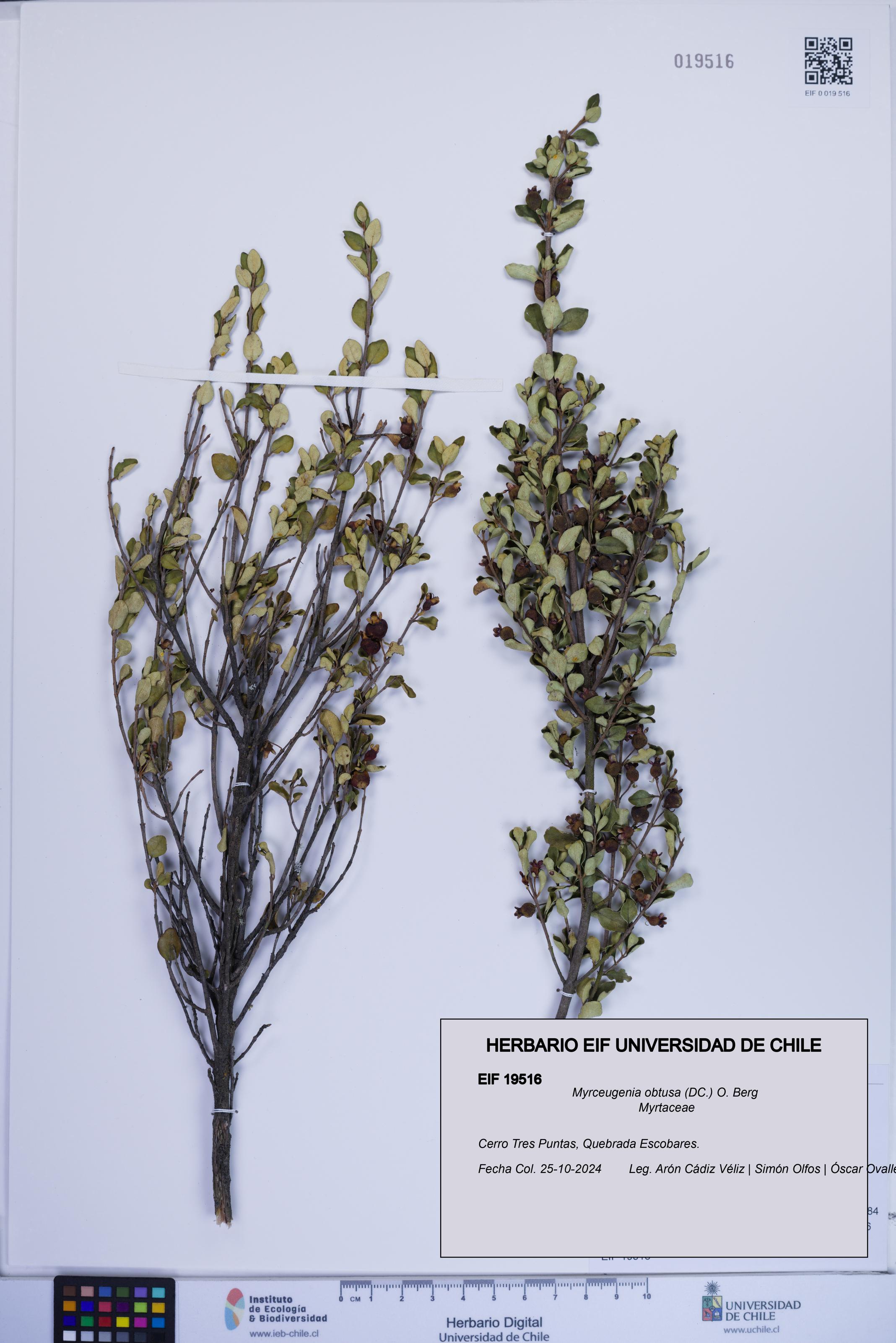 Myrceugenia obtusa [Espécimen: ]