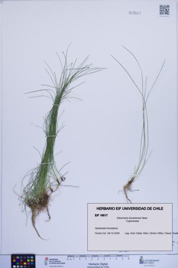 Eleocharis bonariensis [Espécimen: ]