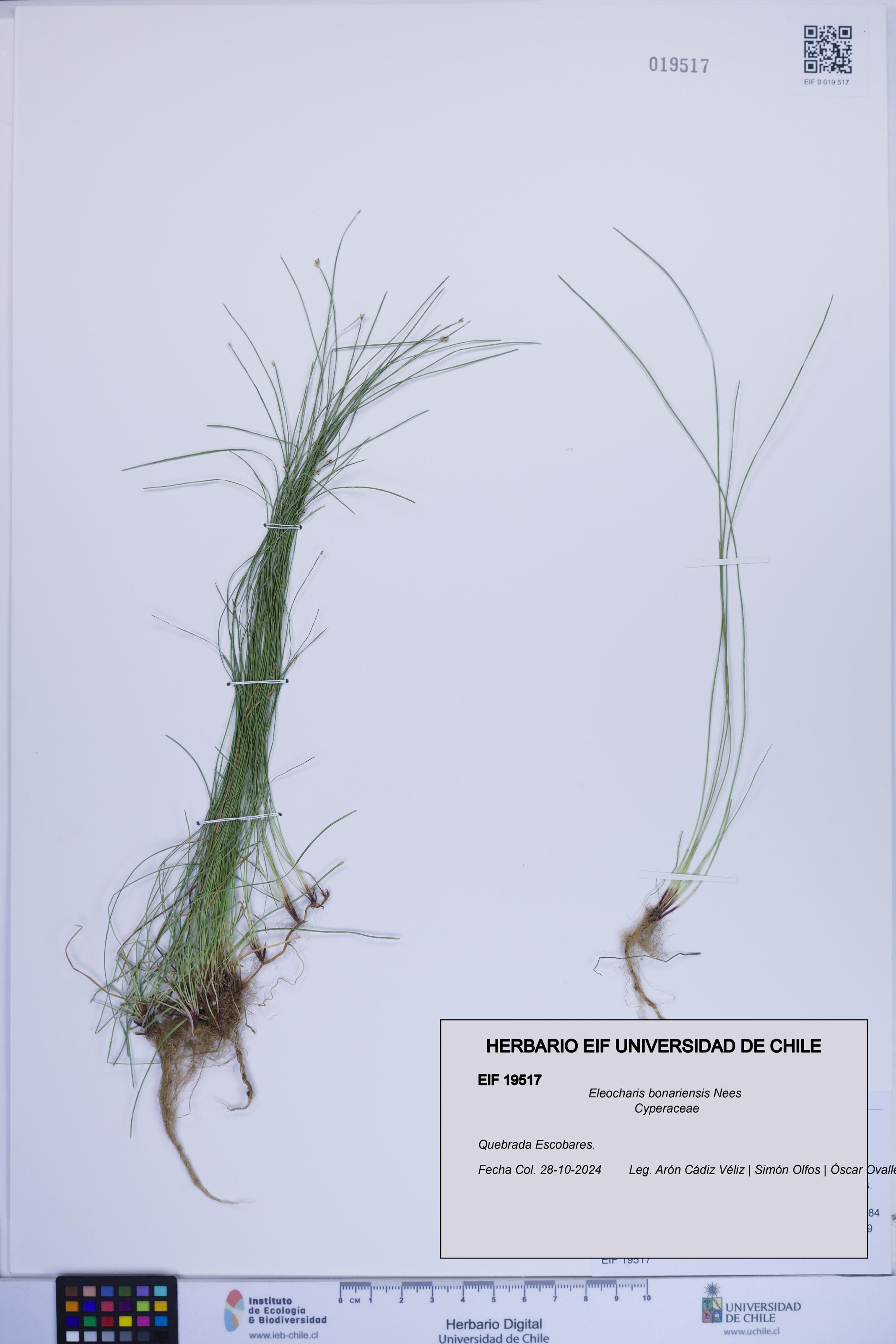 Eleocharis bonariensis [Espécimen: ]