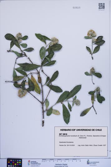 Archidasyphyllum excelsum [Espécimen: ]