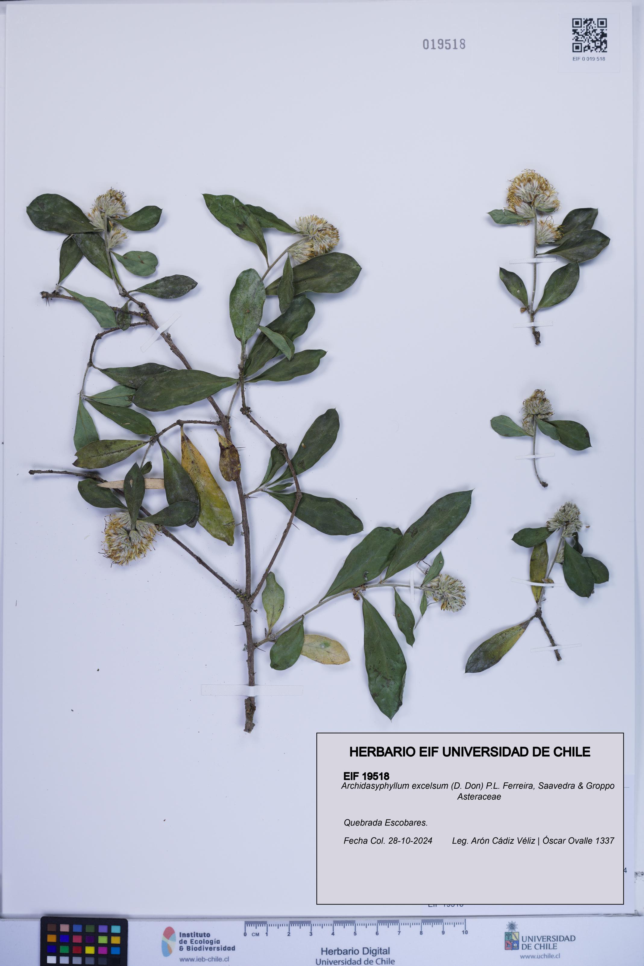 Archidasyphyllum excelsum [Espécimen: ]