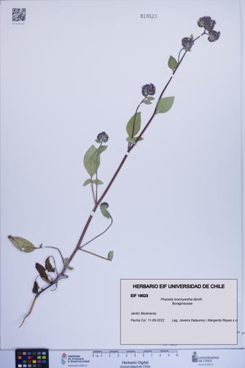 Phacelia brachyantha [Espécimen: ]