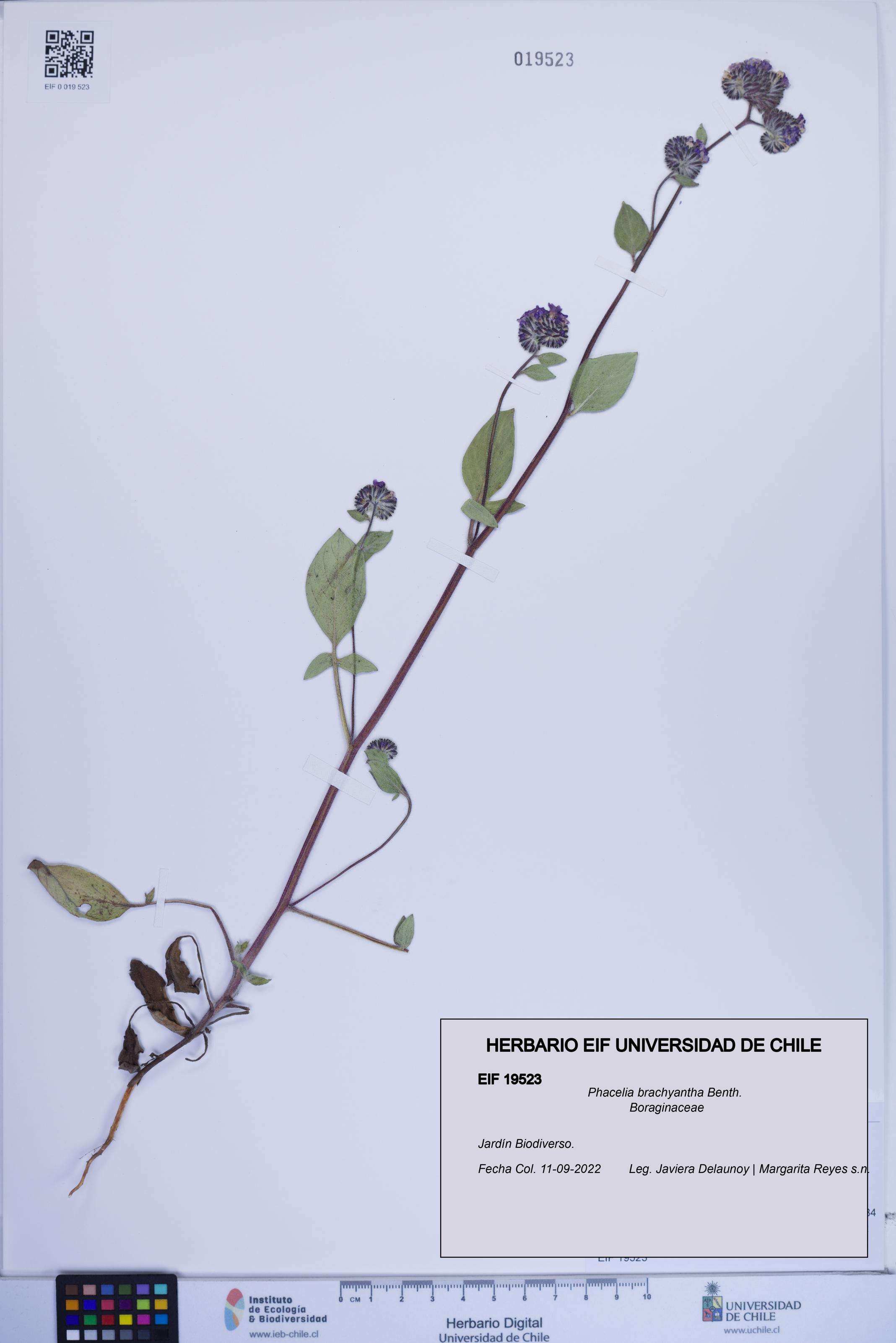 Phacelia brachyantha [Espécimen: ]
