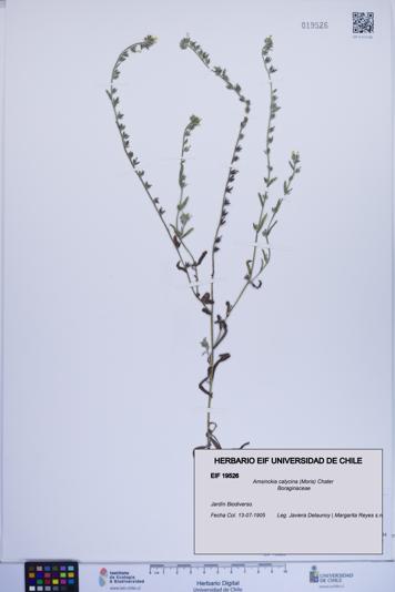 Amsinckia calycina [Espécimen: ]
