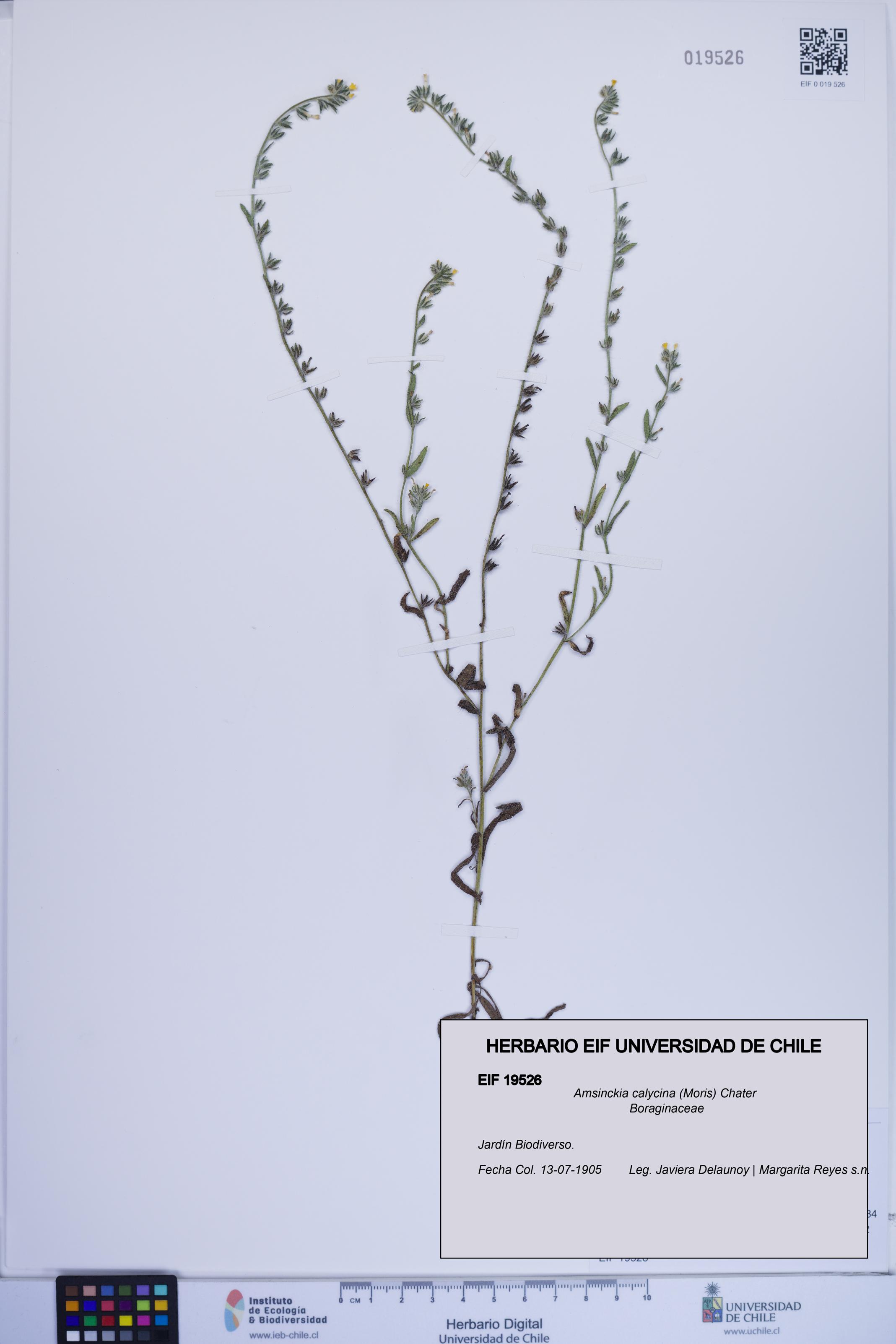 Amsinckia calycina [Espécimen: ]