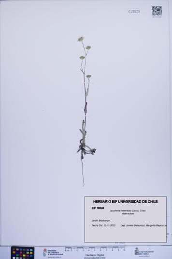 Leucheria tomentosa [Espécimen: ]