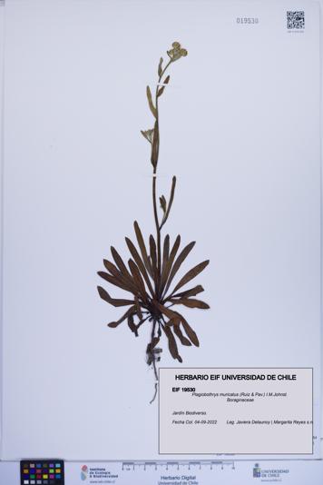 Plagiobothrys muricatus [Espécimen: ]