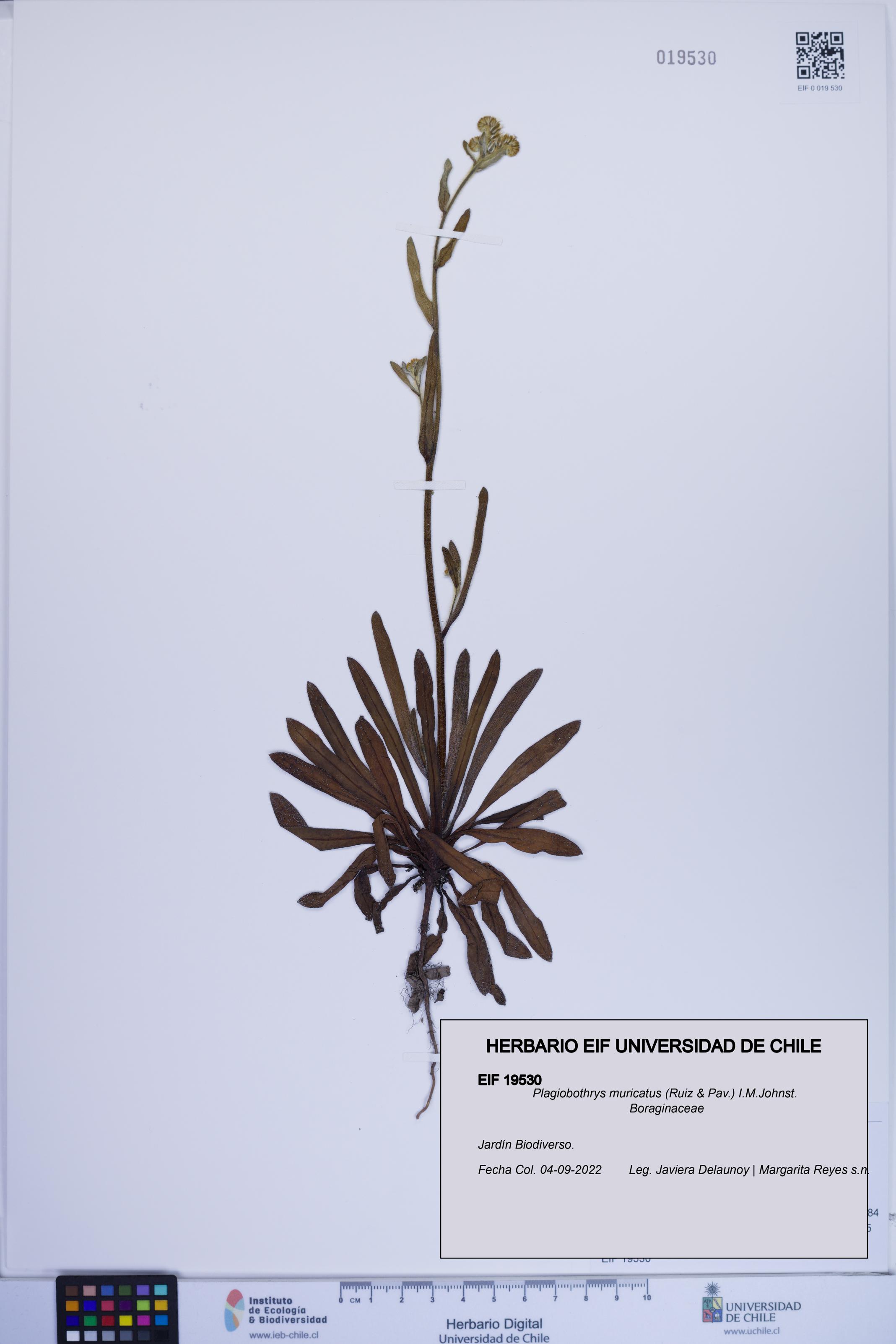 Plagiobothrys muricatus [Espécimen: ]