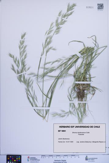 Bromus berteroanus [Espécimen: ]