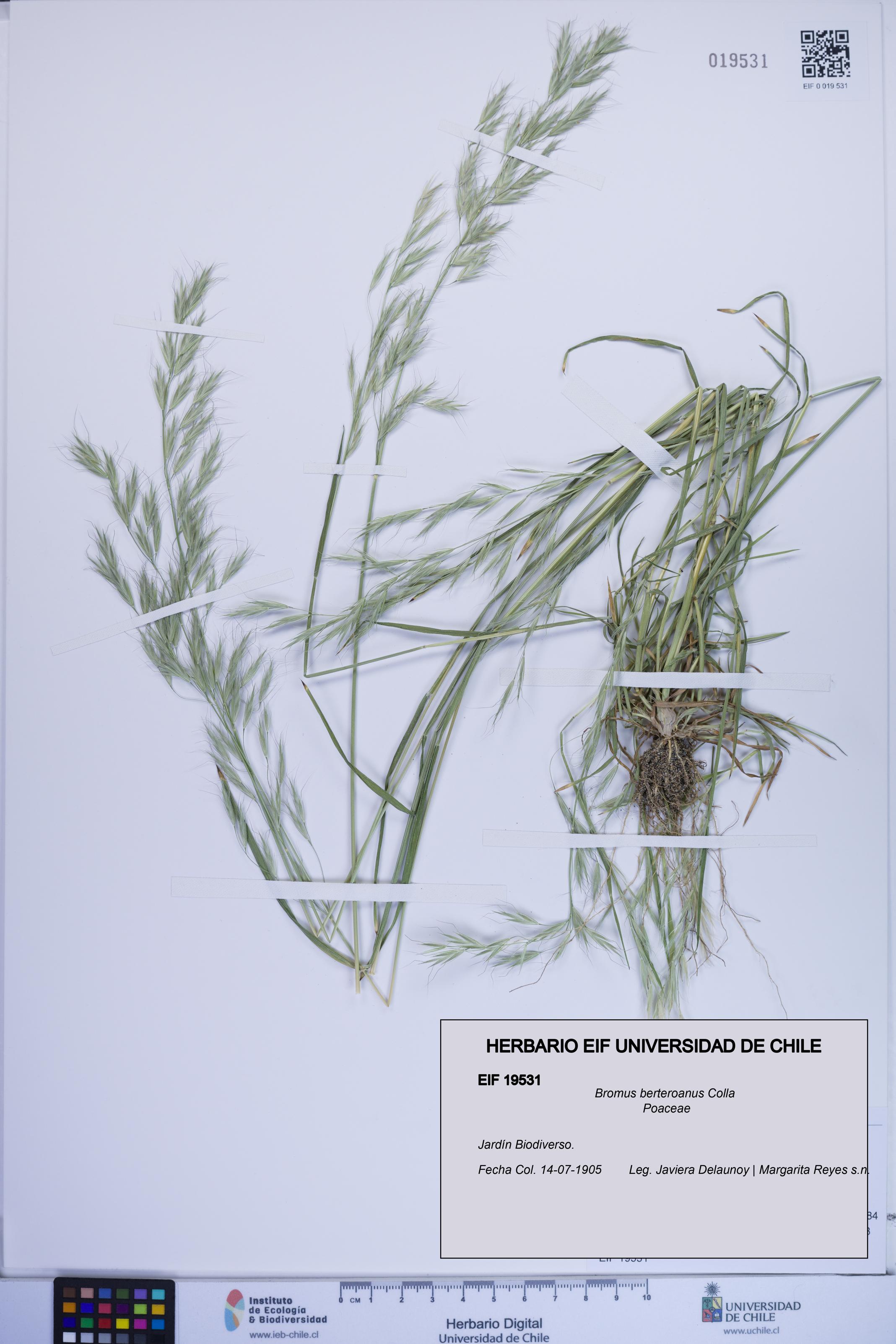 Bromus berteroanus [Espécimen: ]