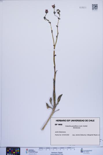 Cistanthe grandiflora [Espécimen: ]