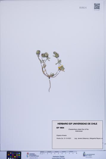 Chaetanthera ciliata [Espécimen: ]
