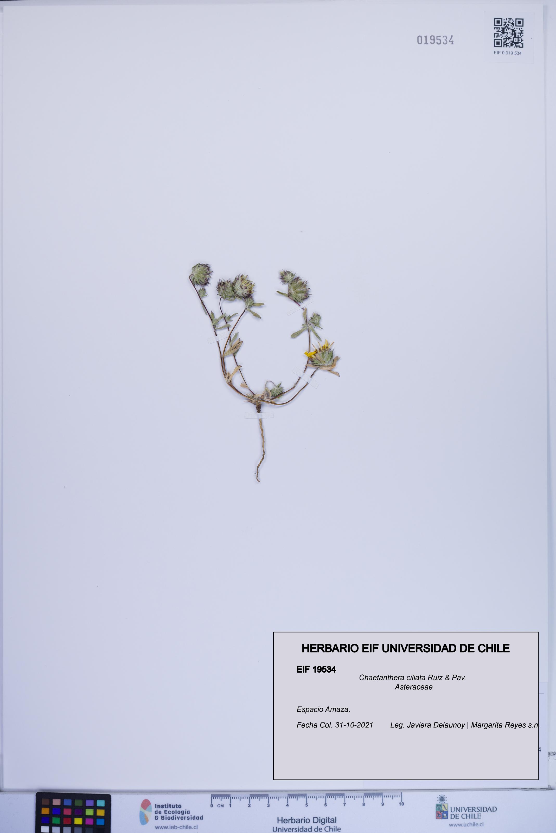 Chaetanthera ciliata [Espécimen: ]