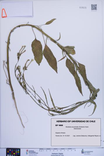 Nicotiana acuminata [Espécimen: ]