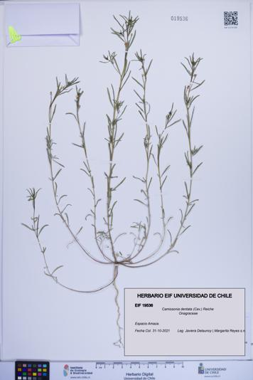 Camissonia dentata [Espécimen: ]