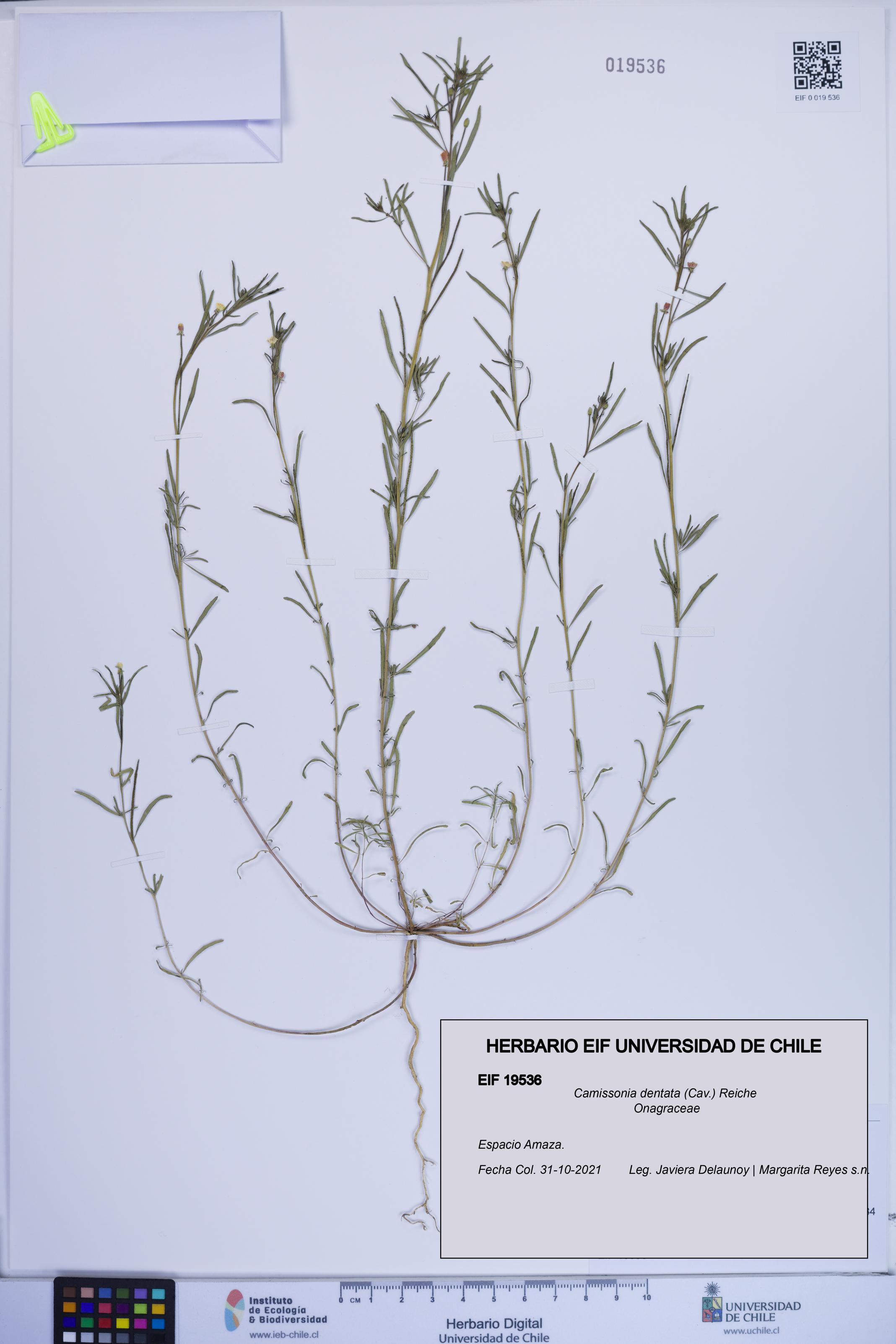 Camissonia dentata [Espécimen: ]